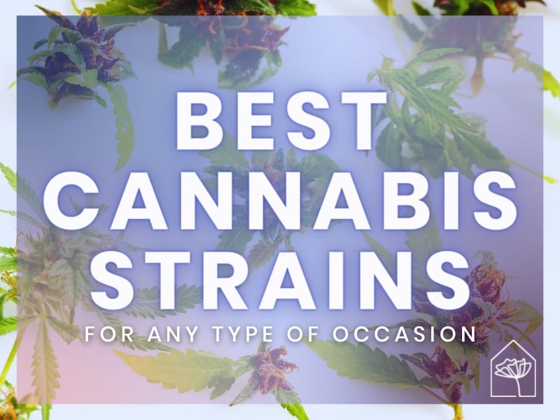 best cannabis strains blog