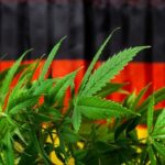 German Flag Cannabis