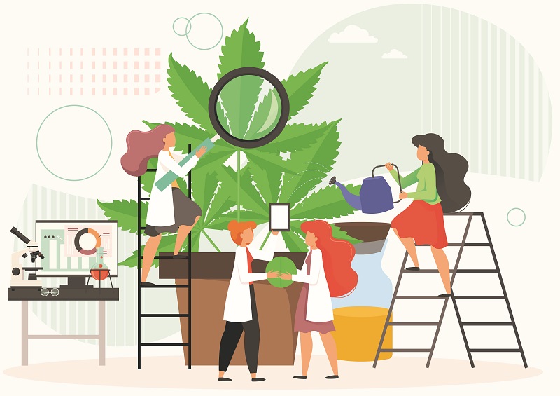 cannabis women's history month infographic business owners, growers, marketers 